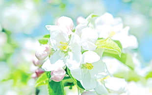 white Apple blossoms closeup photo